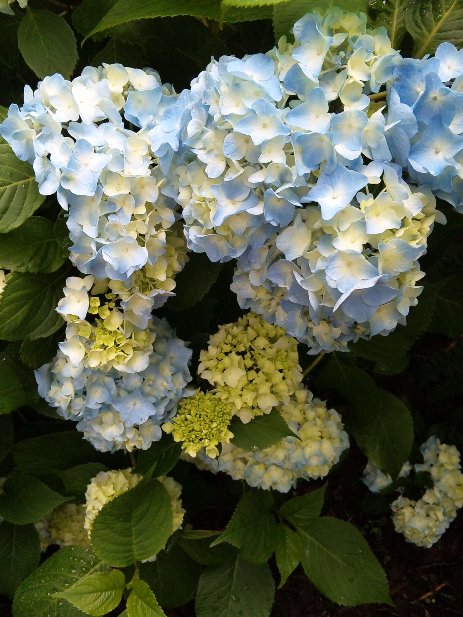 100619_1246301