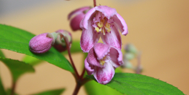 201005042