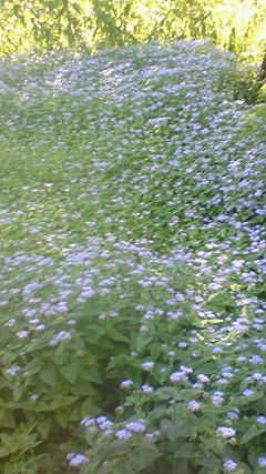NEC_0353